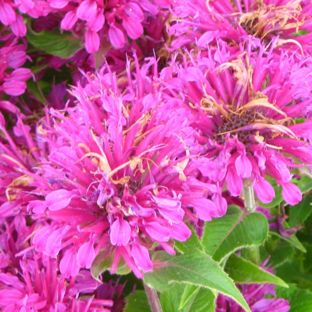 Monarde Purple Lace - Bergamote rose pourpré