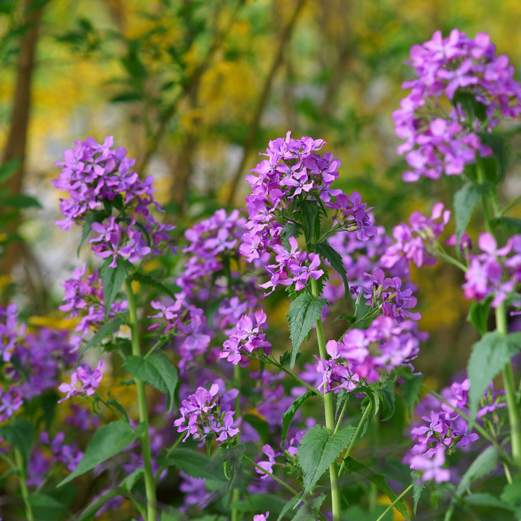 Monnaie du Pape Mini-motte - Lunaria annua