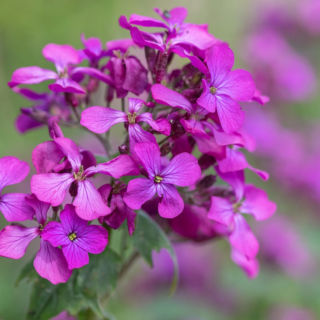 Monnaie du Pape Mini-motte - Lunaria annua