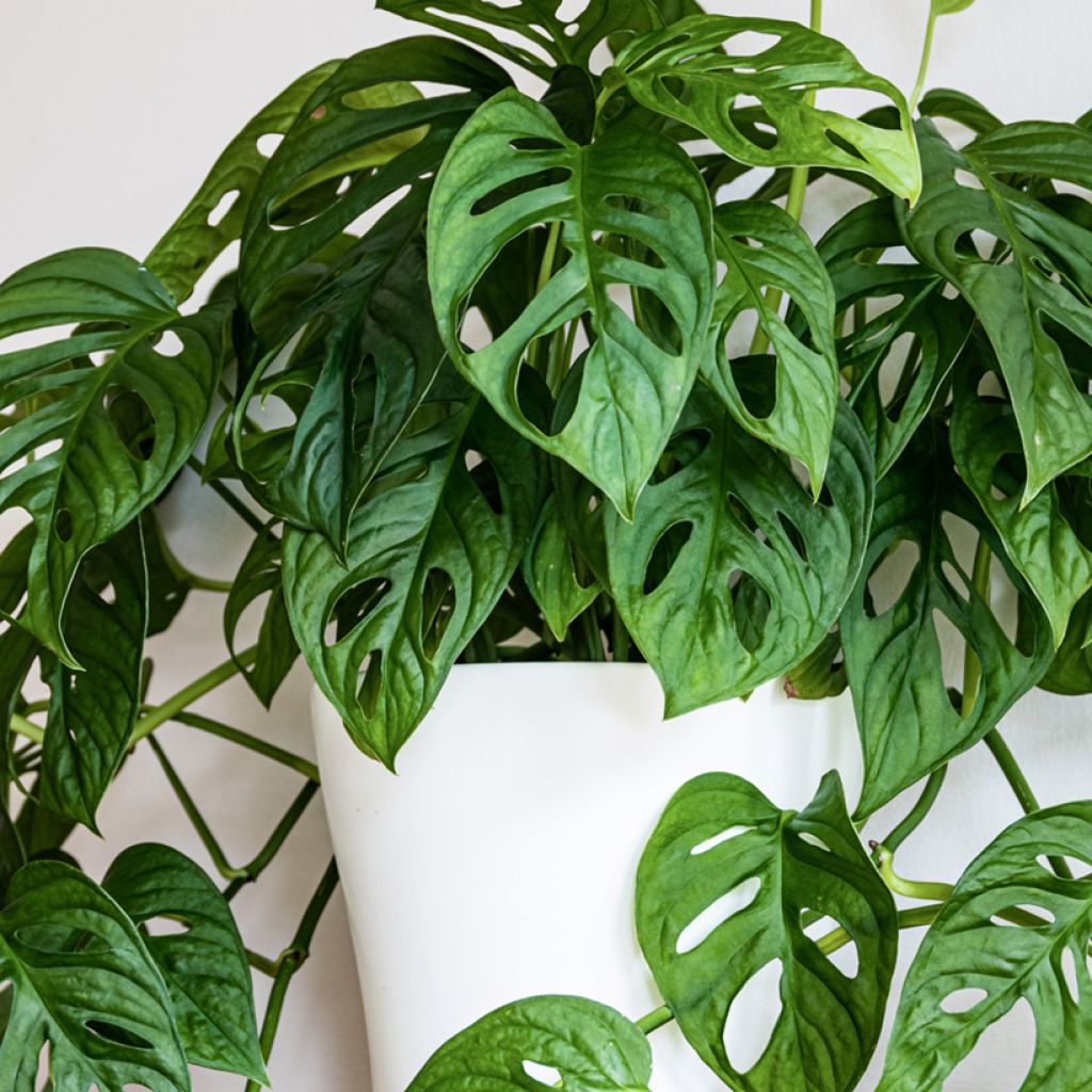 Monstera adansonii - Plante gruyère