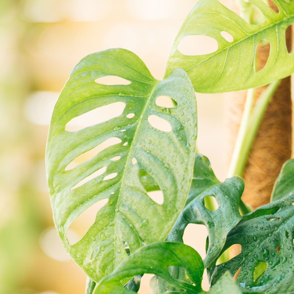 Monstera adansonii - Plante gruyère