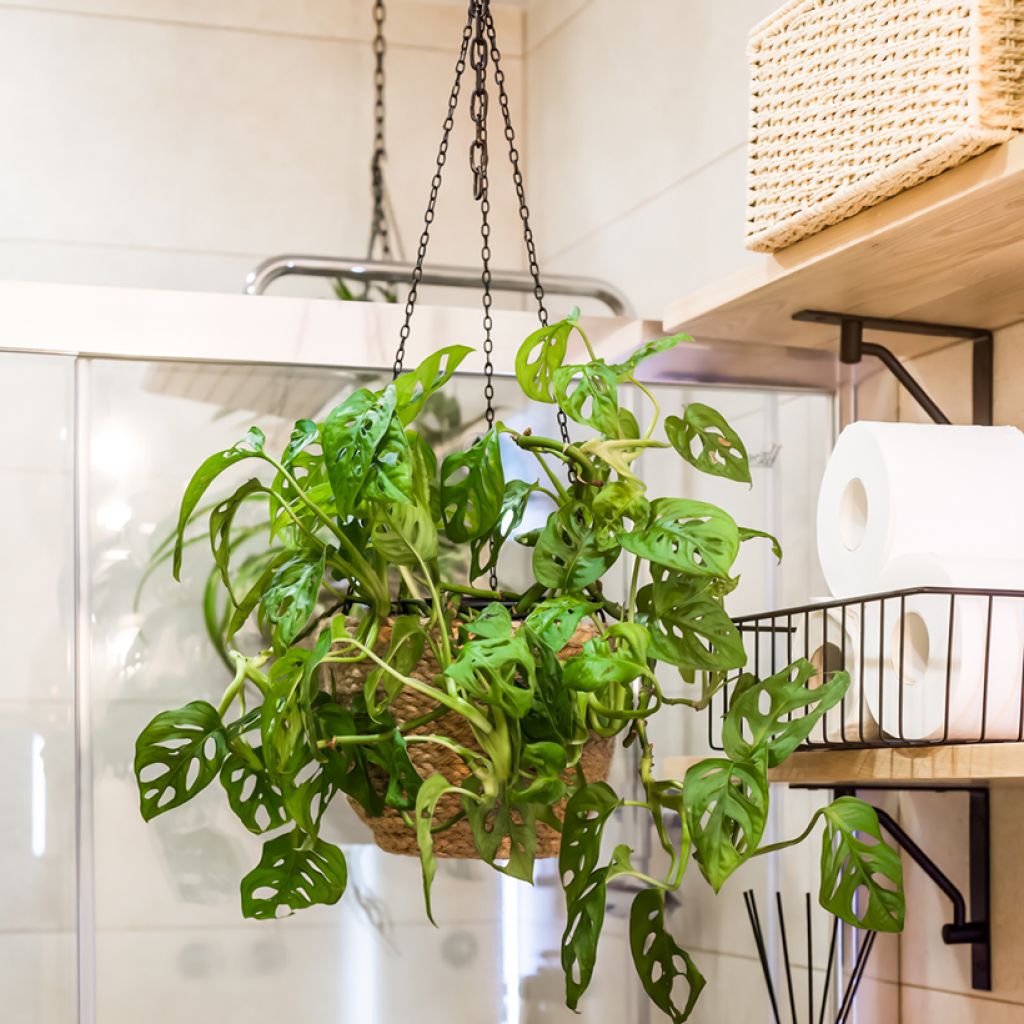 Monstera adansonii - Plante gruyère