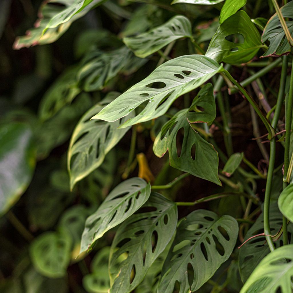 Monstera adansonii - Plante gruyère