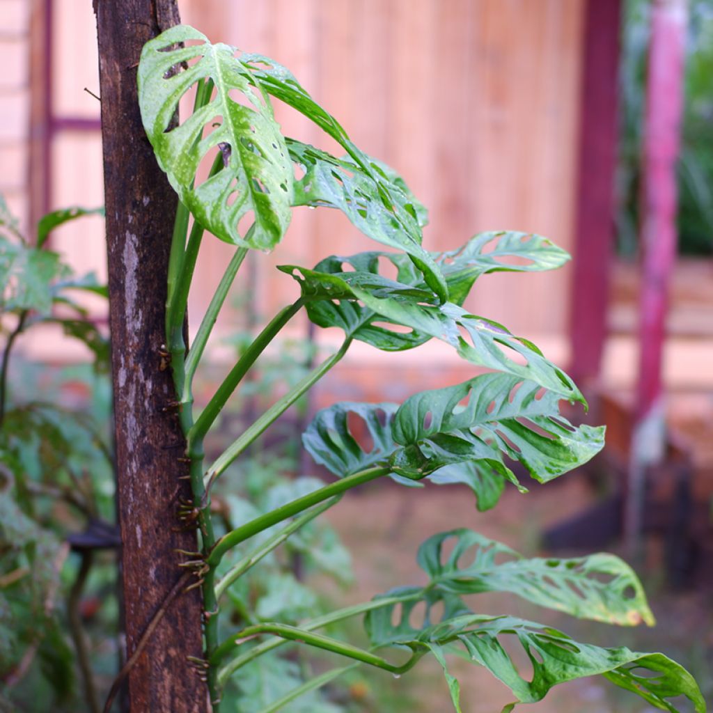 Monstera adansonii - Plante gruyère