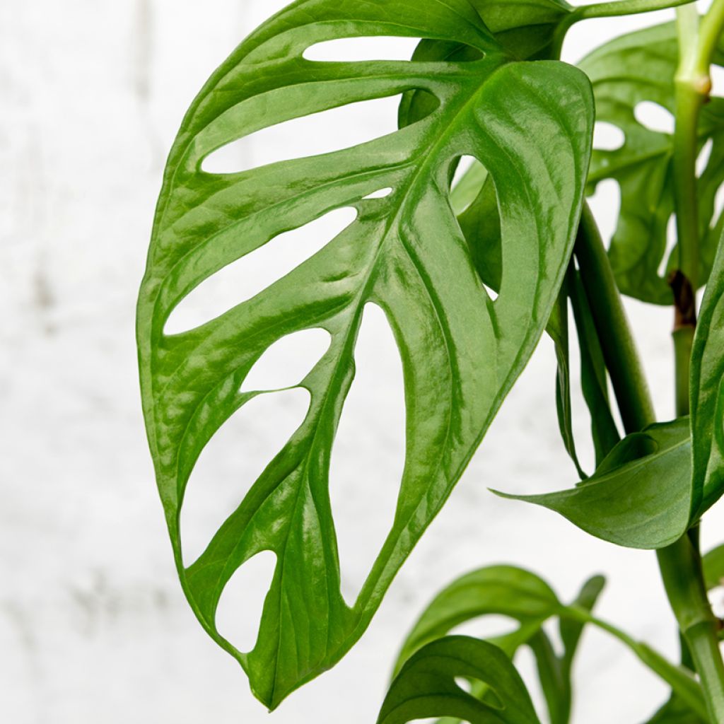 Monstera adansonii - Plante gruyère