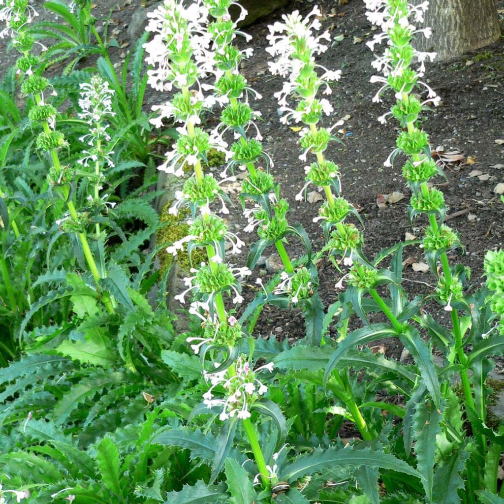 Morina longifolia