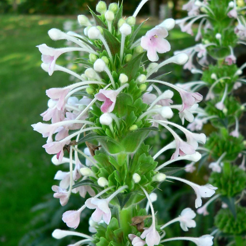 Morina longifolia