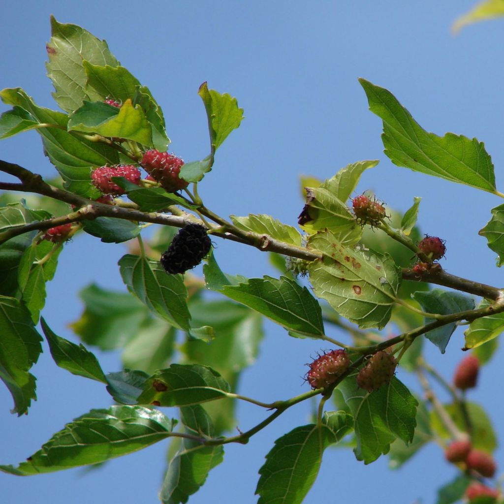 Morus alba - Mûrier blanc