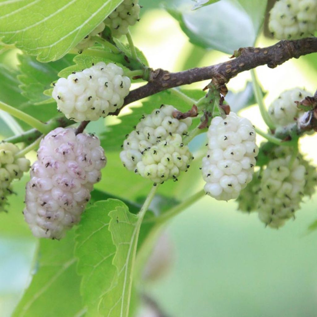 Morus alba - Mûrier blanc