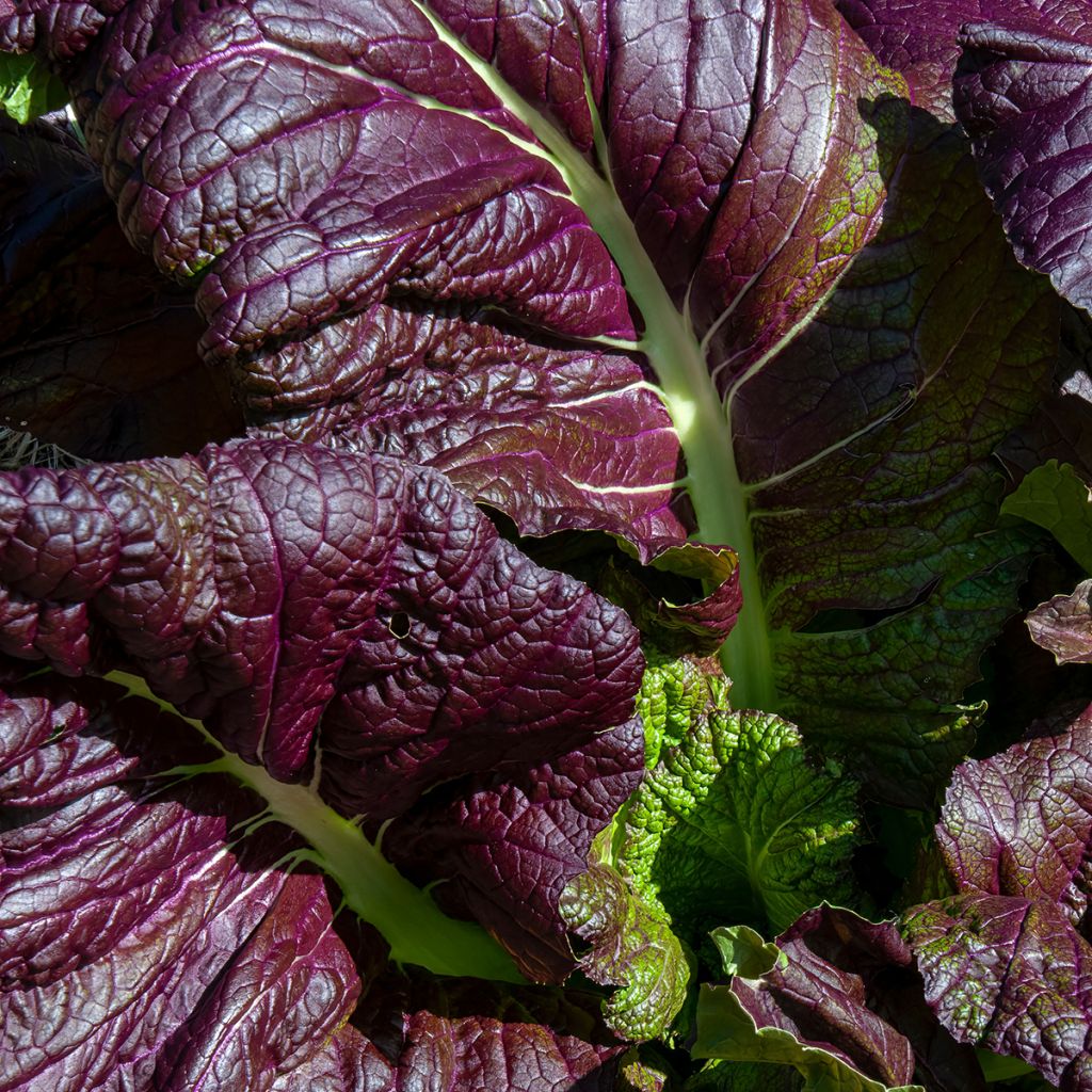Moutarde Red Giant Bio - Ferme de Sainte Marthe