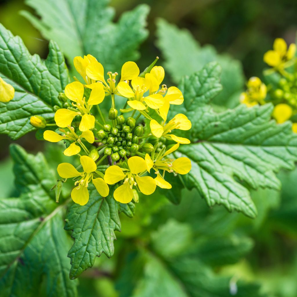 Moutarde blanche - Engrais vert 