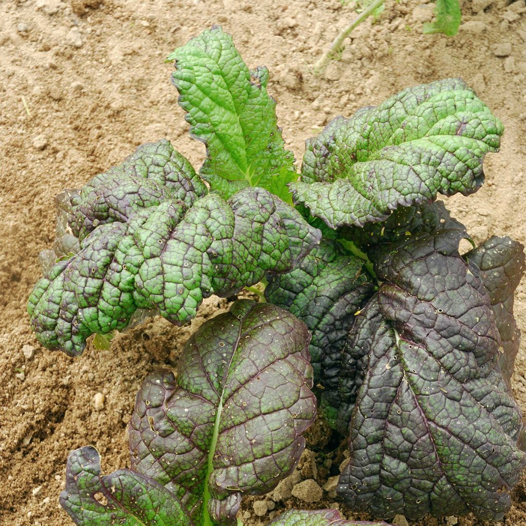 Moutarde rouge de Rode Amsoïm Bio - Ferme de Ste Marthe