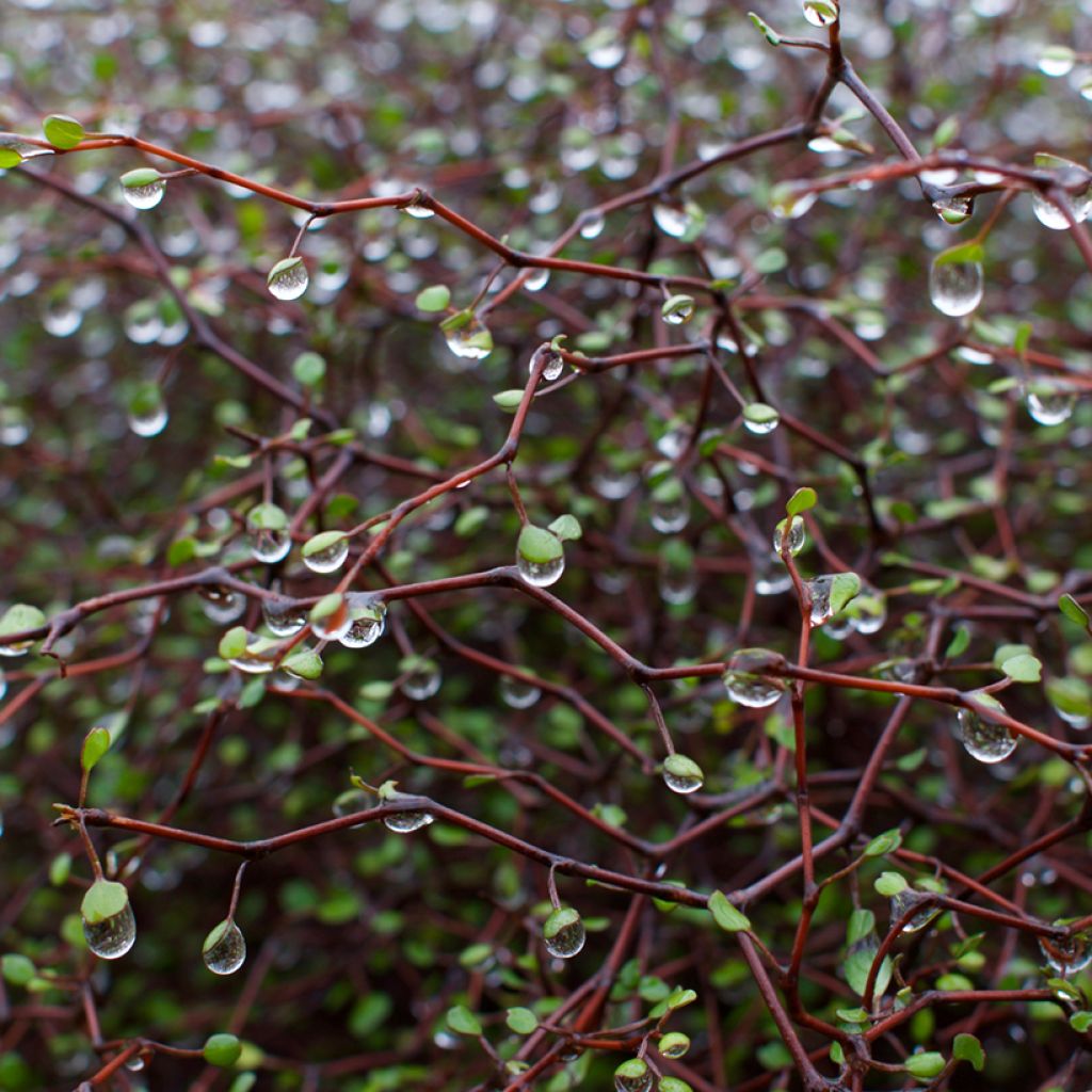 Muehlenbeckia astonii - lentille arbustive