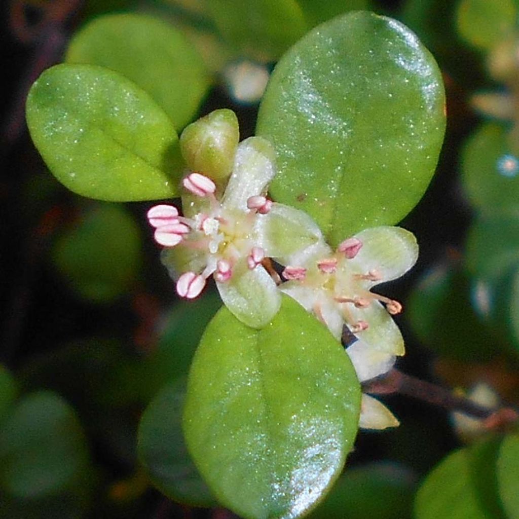 Muehlenbeckia axillaris - Muehlenbeckie rampante.