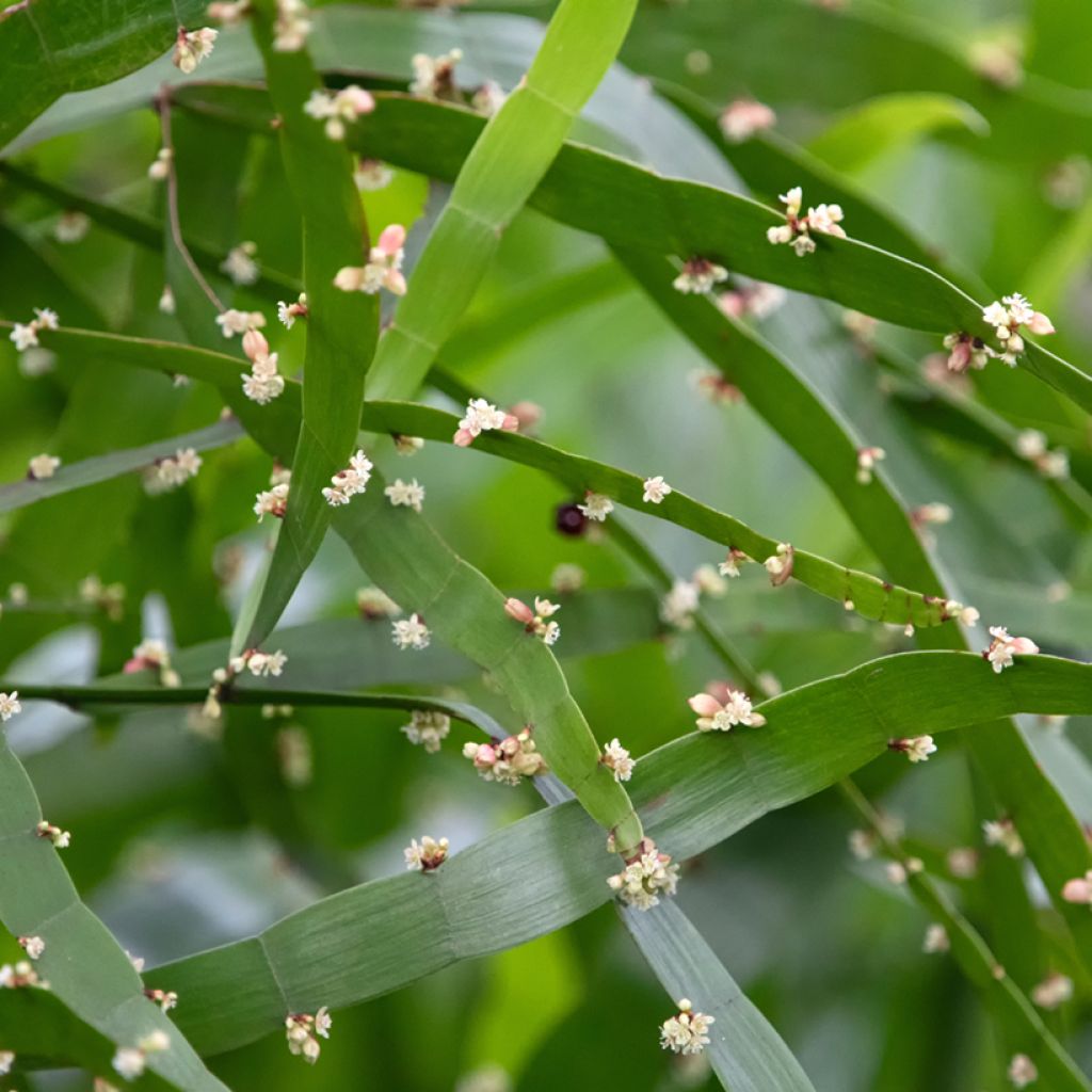 Muehlenbeckia platyclada - Plante ruban