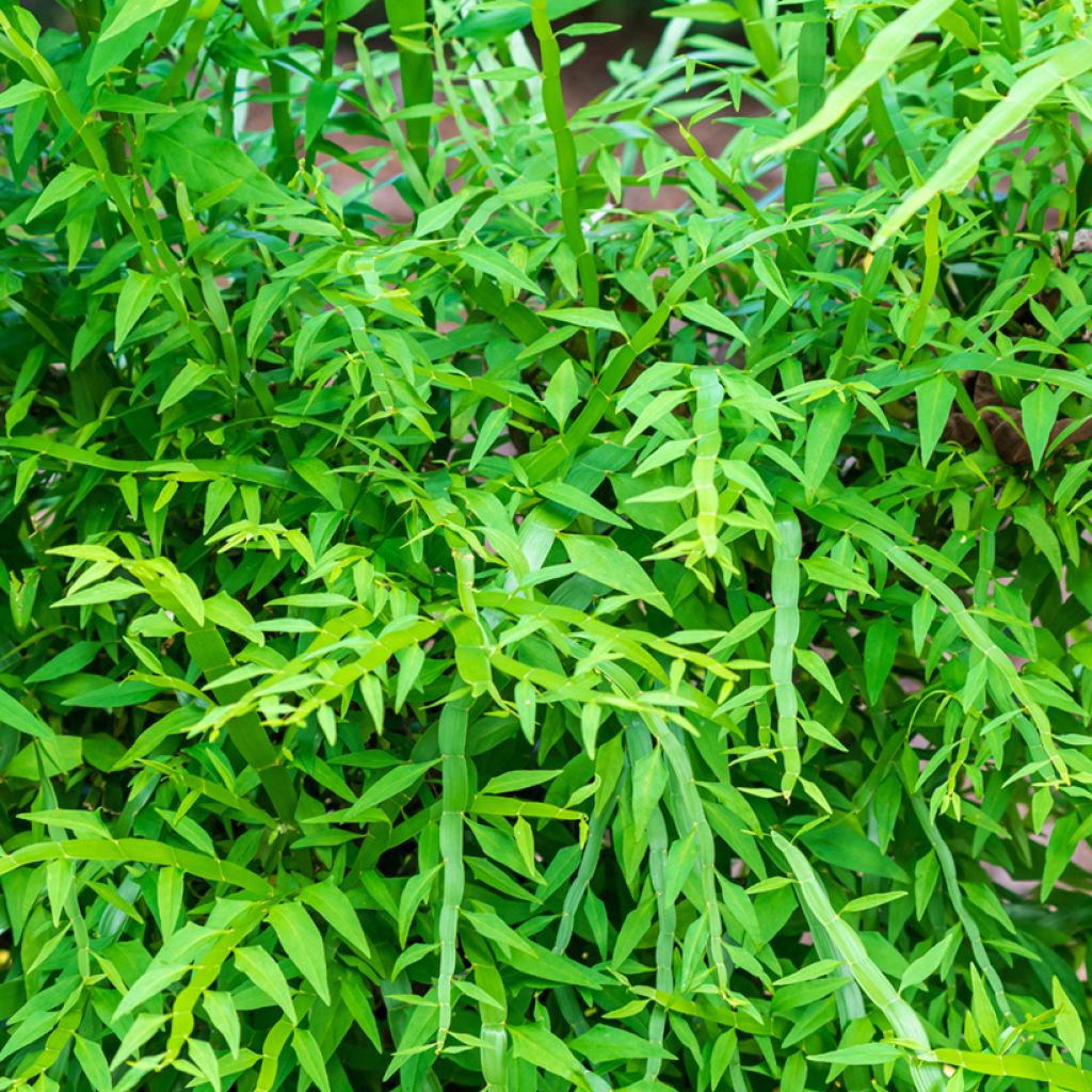 Muehlenbeckia platyclada - Plante ruban