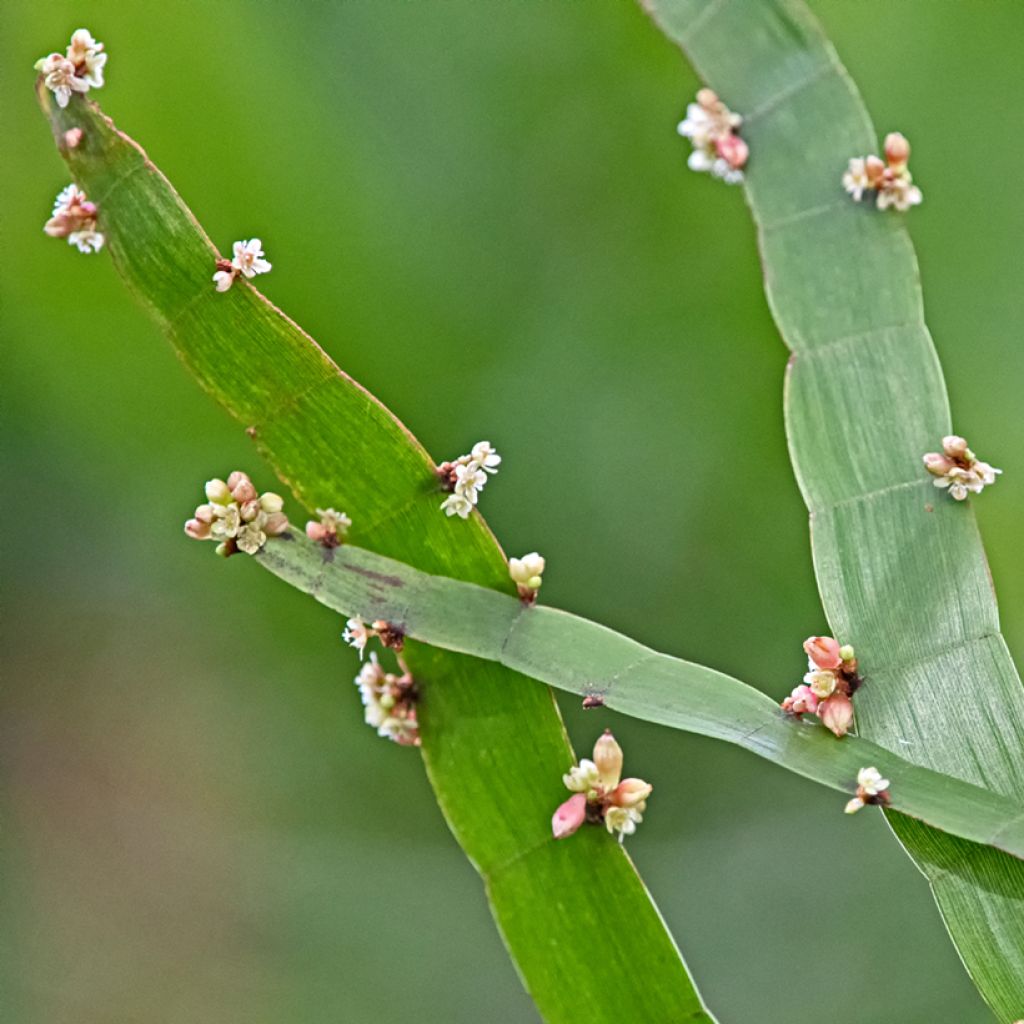 Muehlenbeckia platyclada - Plante ruban