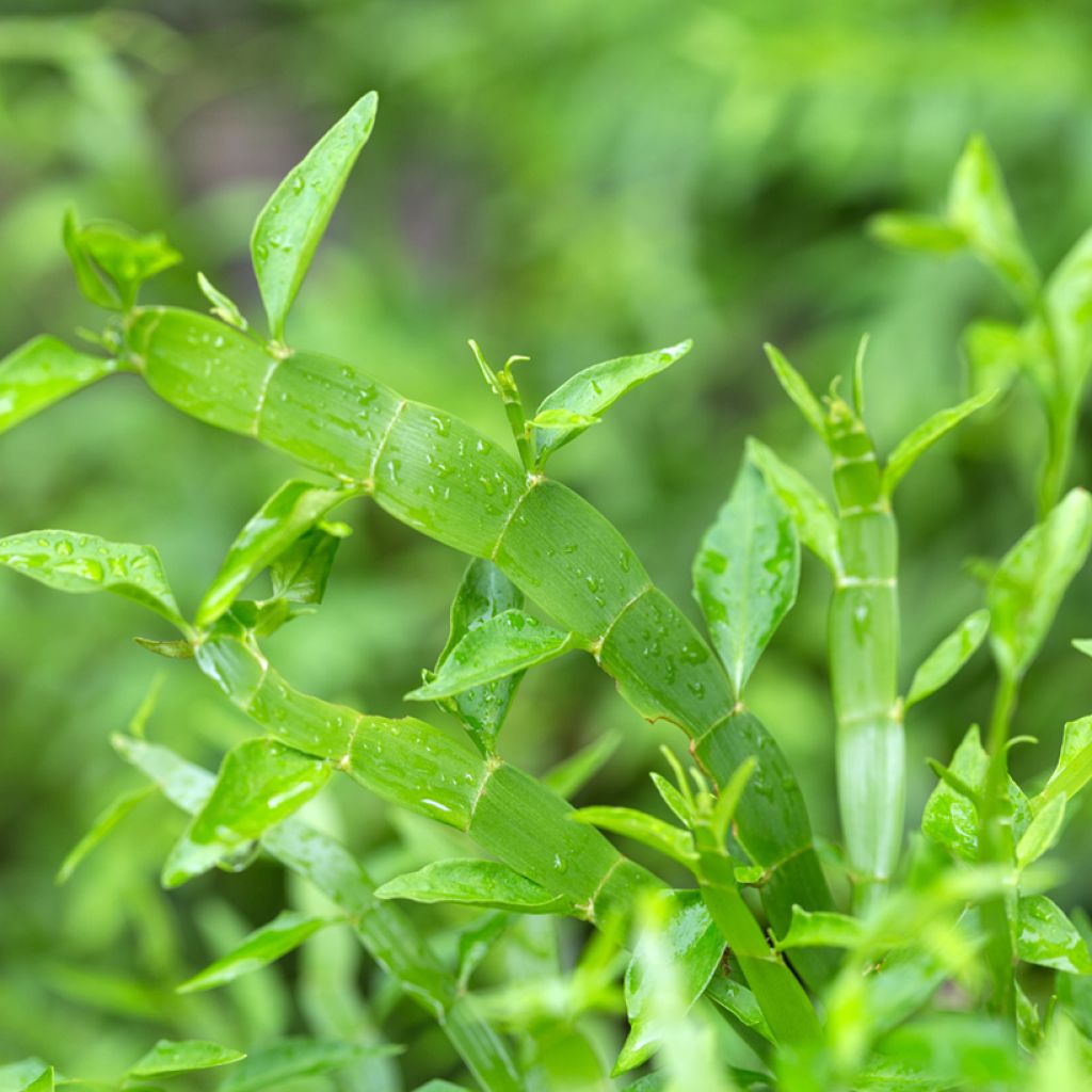 Muehlenbeckia platyclada - Plante ruban