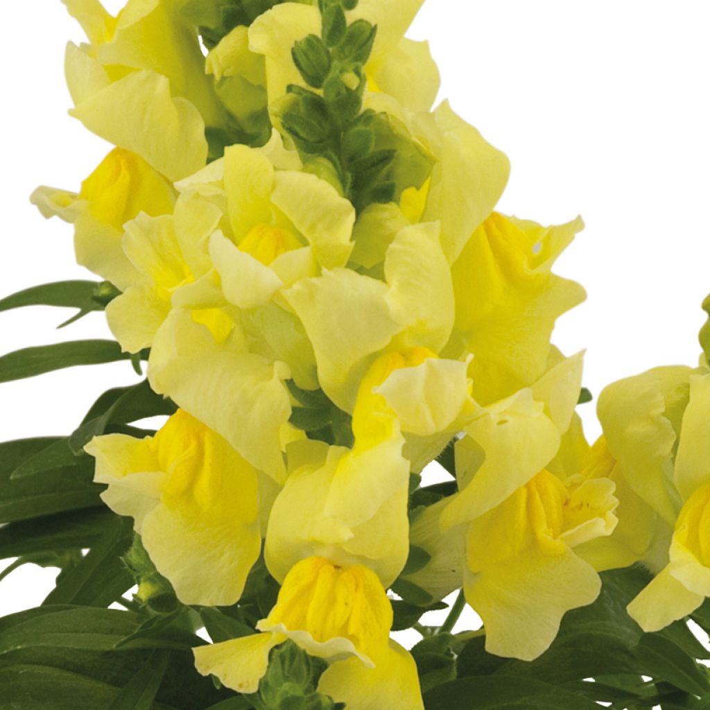 Antirrhinum Dazzling Lips Lemon - Muflier