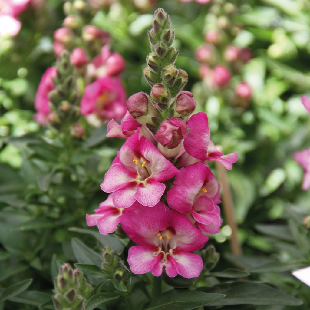 Antirrhinum Dazzling Lips Pink - Muflier