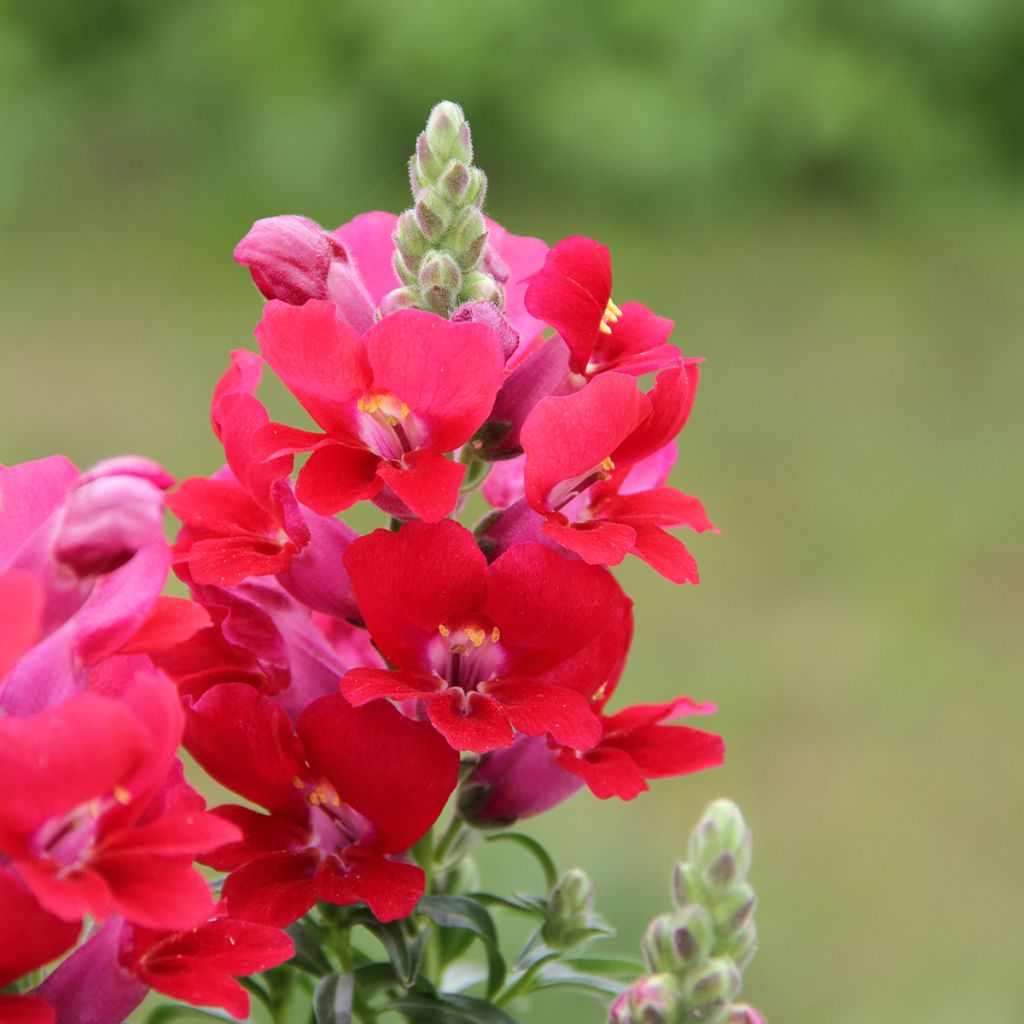 Antirrhinum Dazzling Lips Red - Muflier