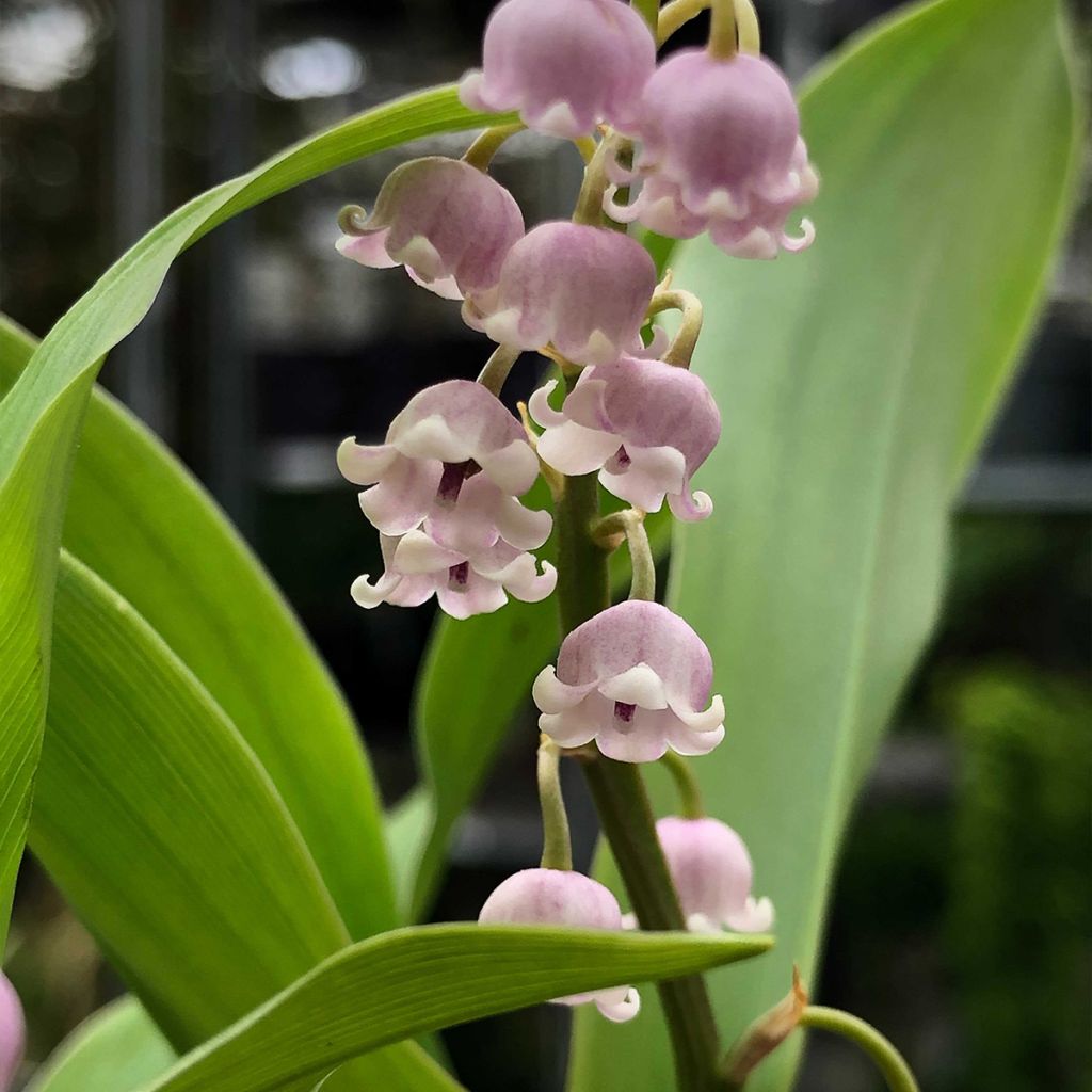 Muguet Rose - Convallaria majalis Rosea