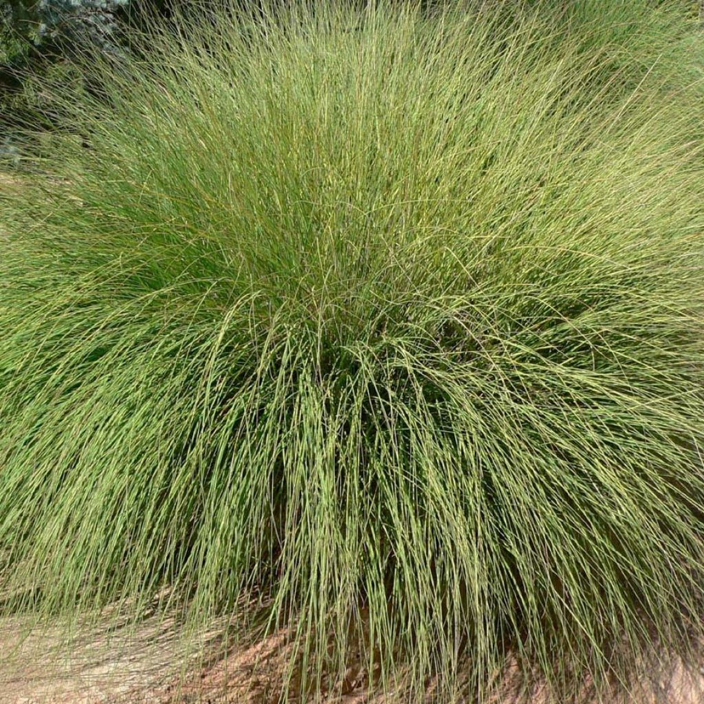 Muhlenbergia rigens