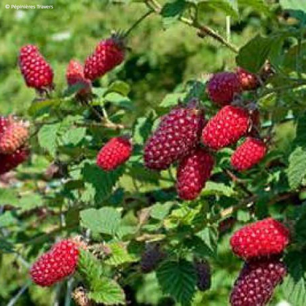 Mûre tayberry Bounty Berry 'YANTAY' - Mûre-framboise