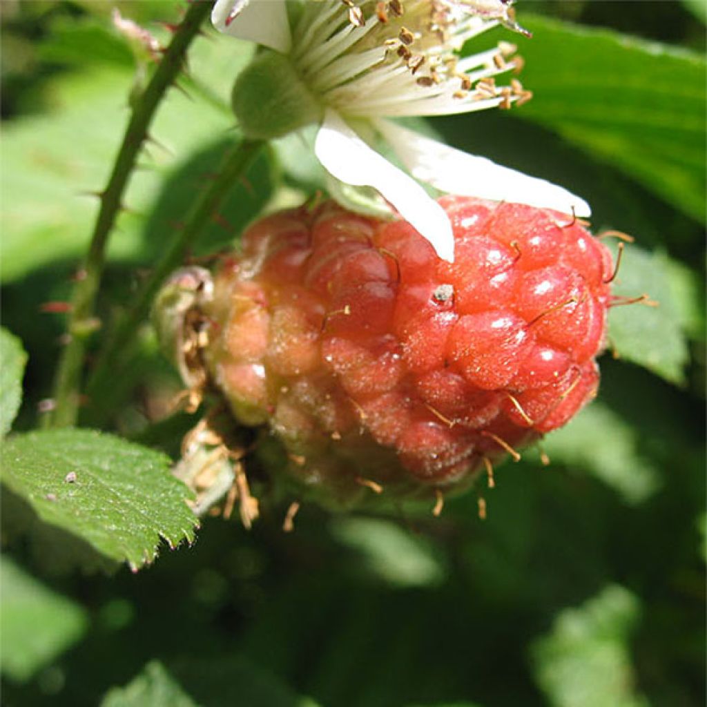 Mûre sans épines Loganberry - Rubus x loganobaccus