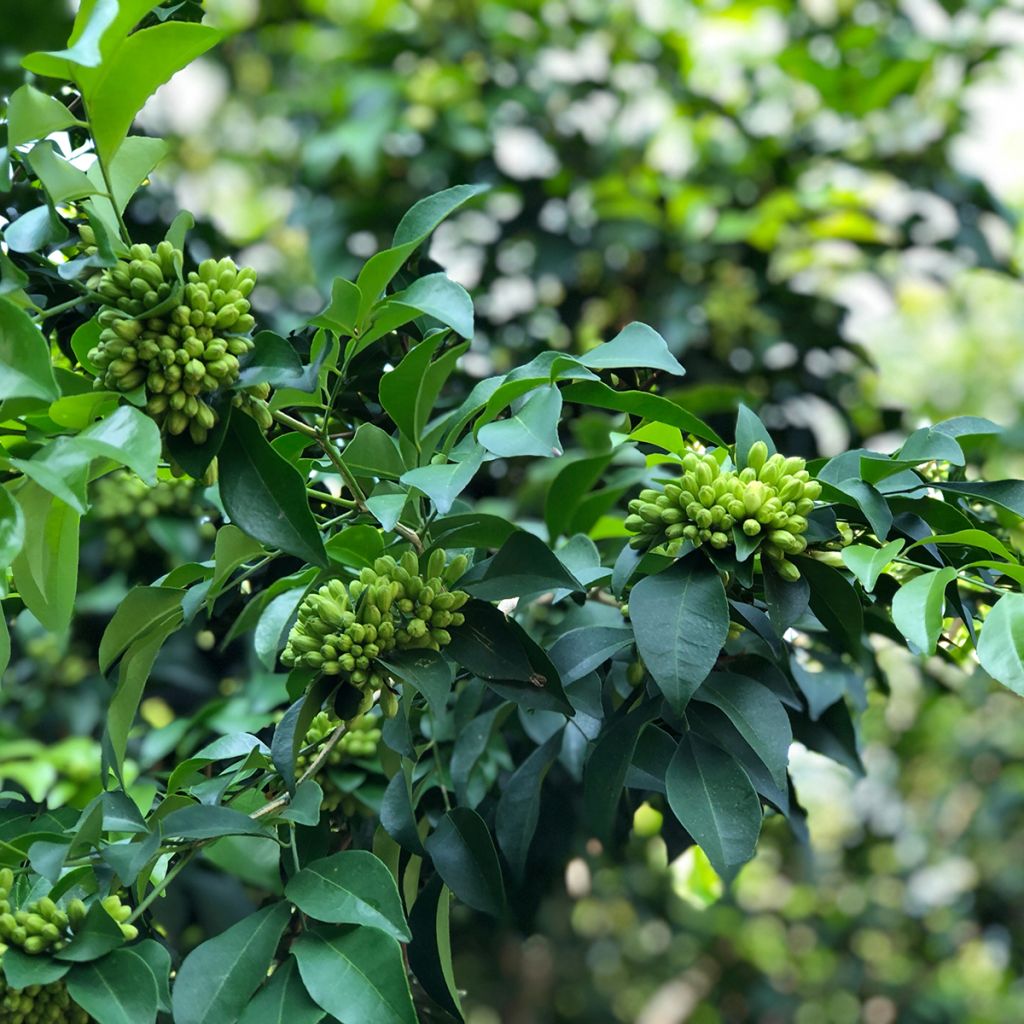 Murraya paniculata - Buis de Chine, Bois jasmin