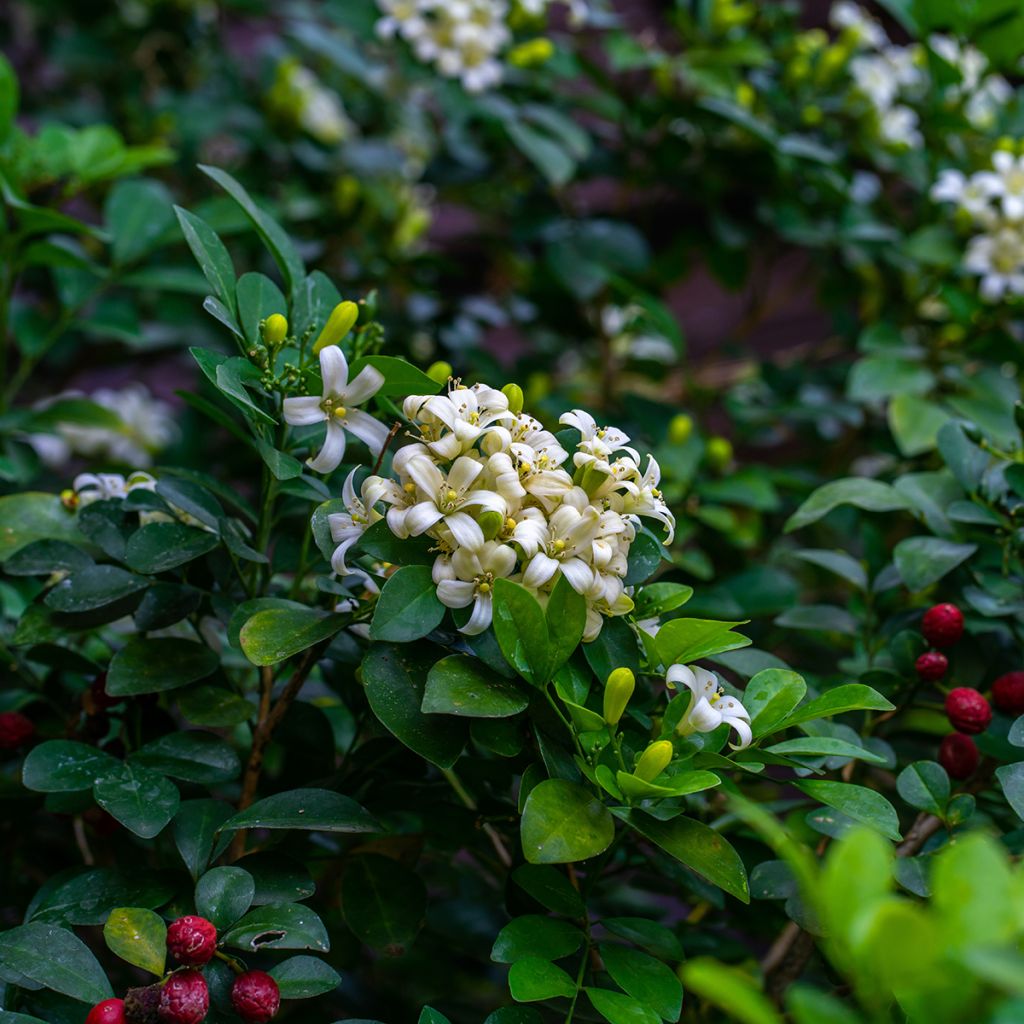Murraya paniculata - Buis de Chine, Bois jasmin