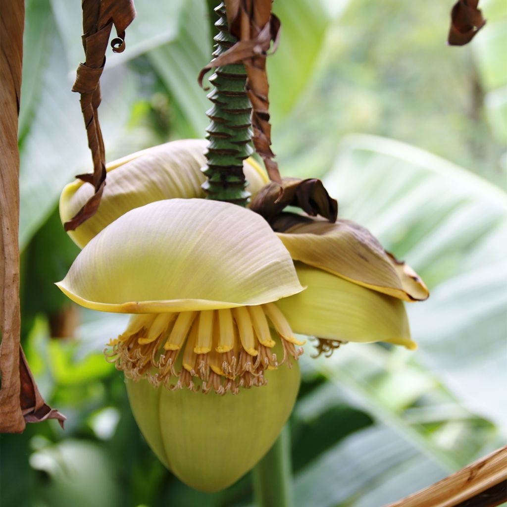 Musa japonica Tchetchenia - Bananier du Japon