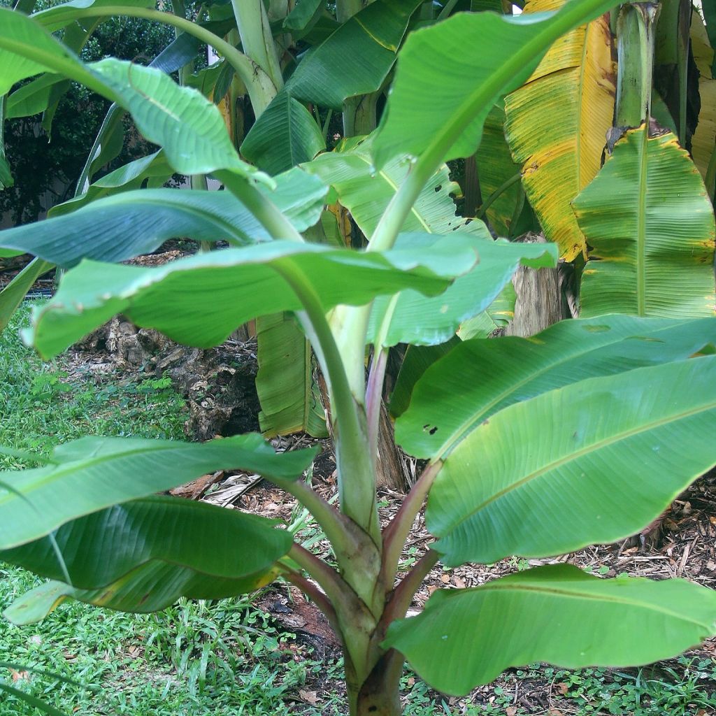 Musa japonica Tchetchenia - Bananier du Japon