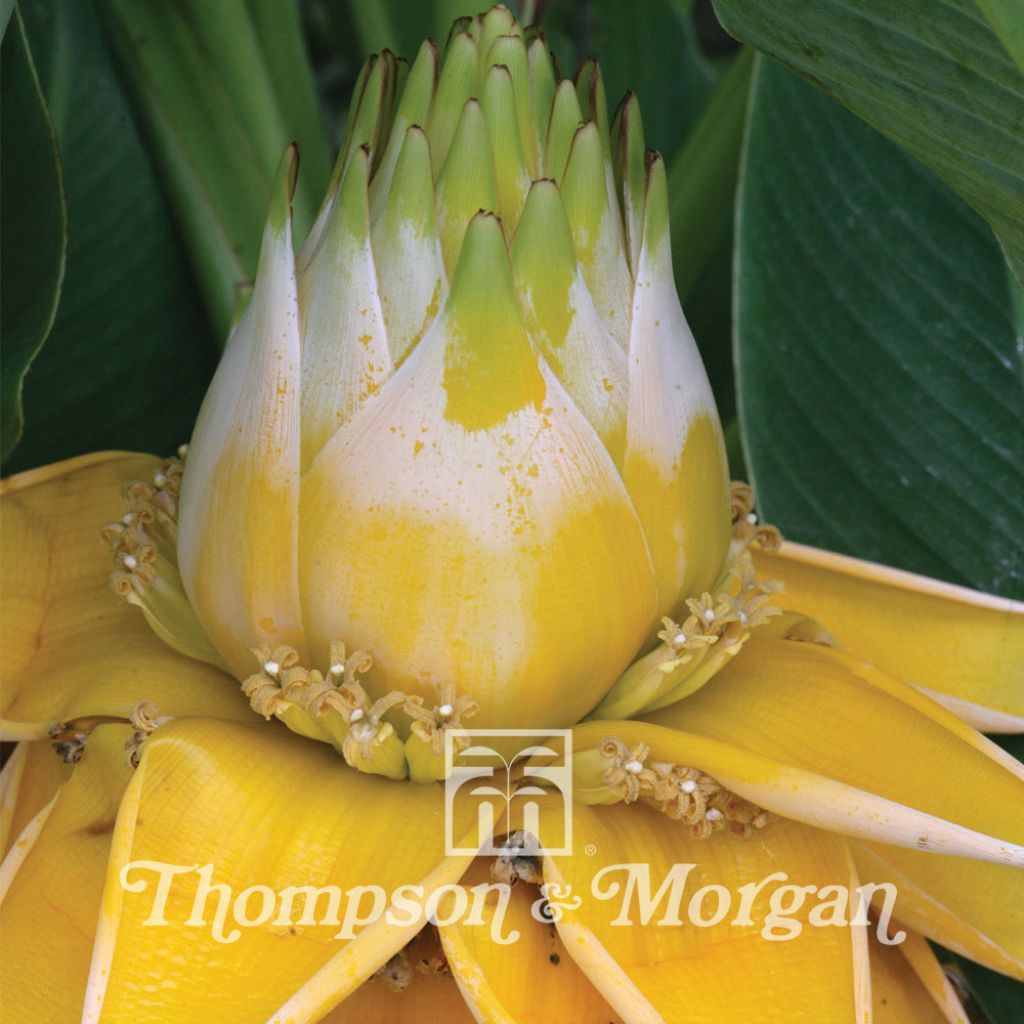 Musa lasiocarpa (Bananier Nain Chinois)