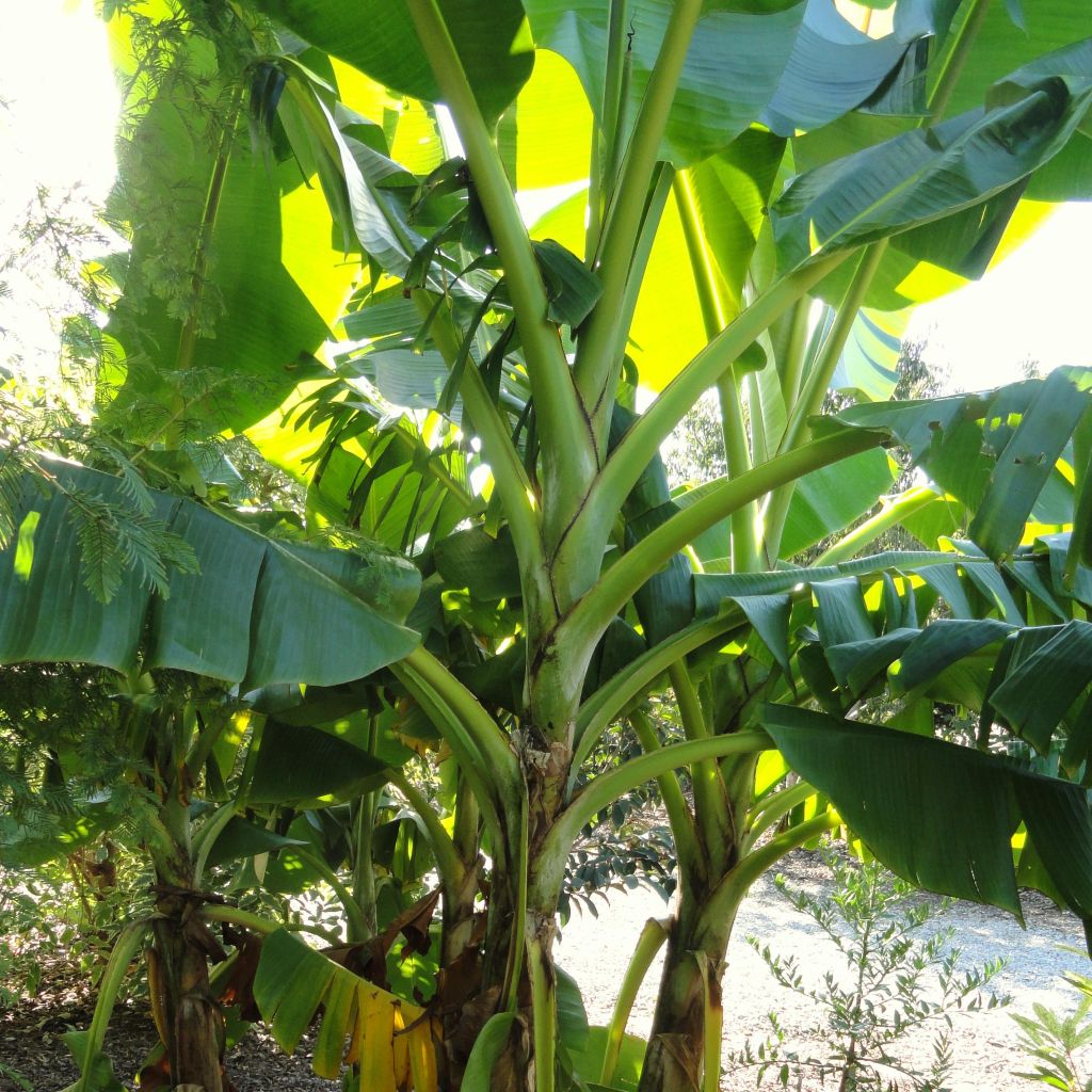 Musa Sikkimensis