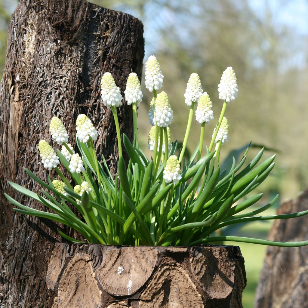 Muscari aucheri White Magic