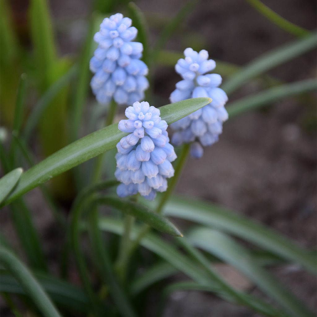 Muscari Baby's Breath (Jenny Robinson)