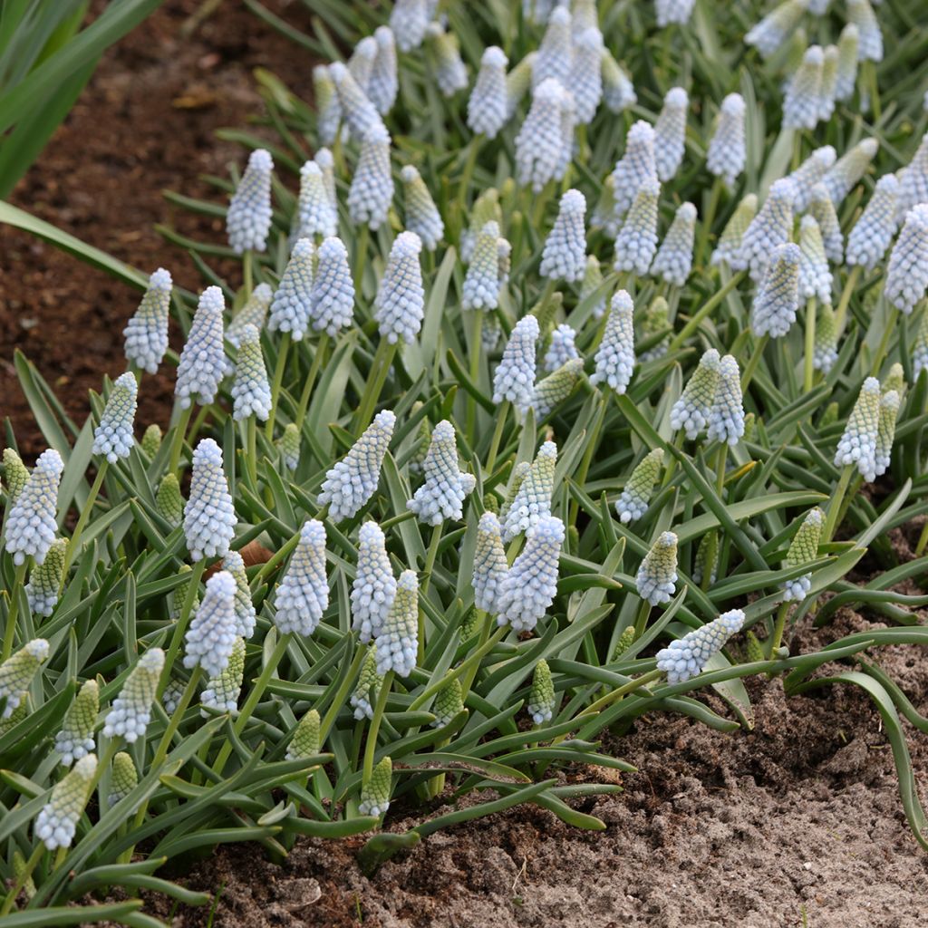 Muscari Baby's Breath (Jenny Robinson)