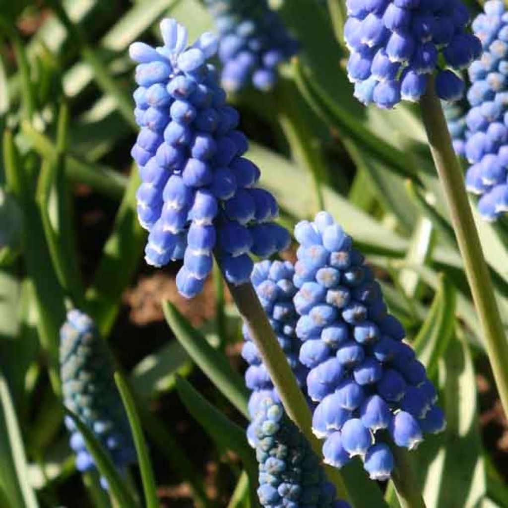 Muscari Aucherii Blue Magic 7+