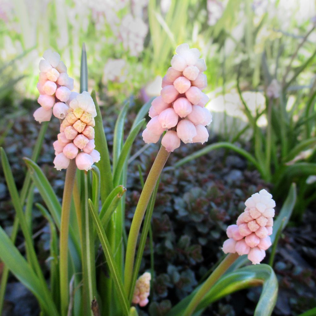 Muscari Pink Sunrise