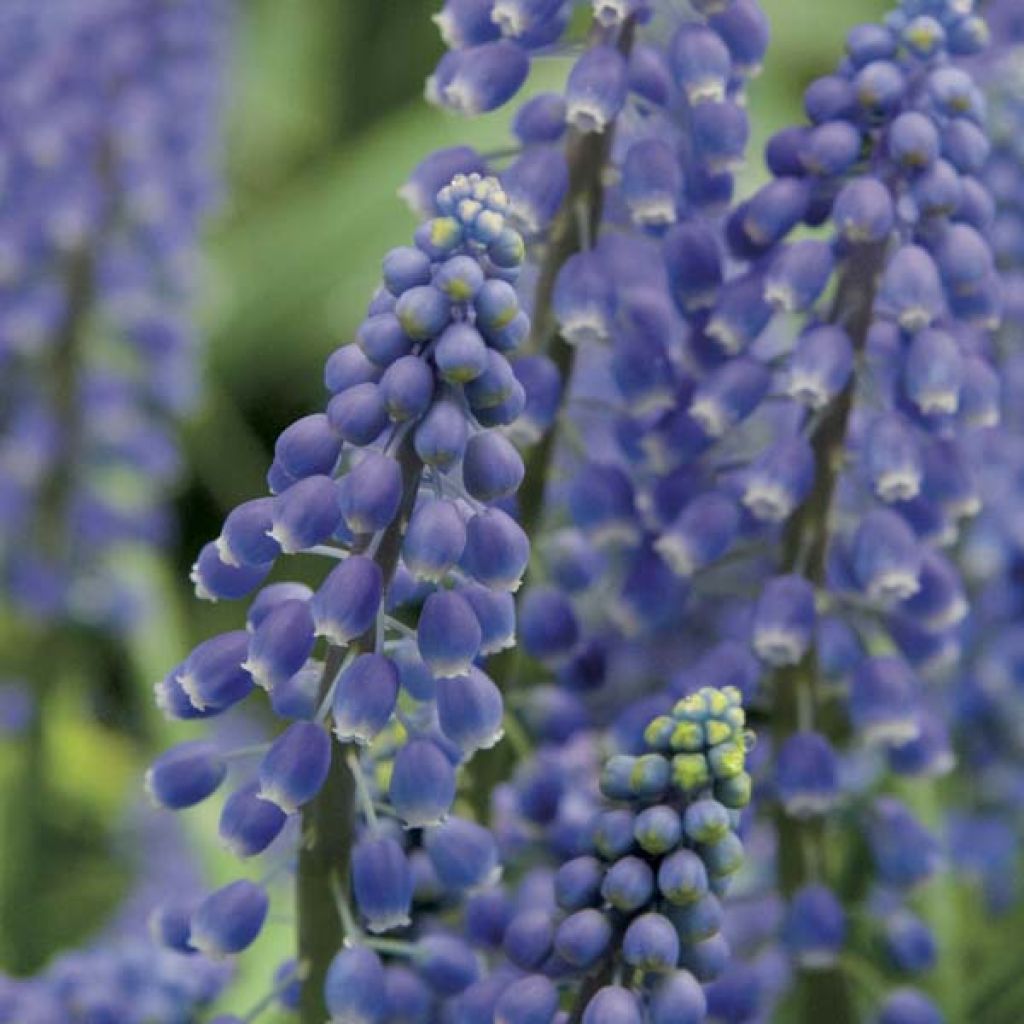 Muscari Armeniacum 5+