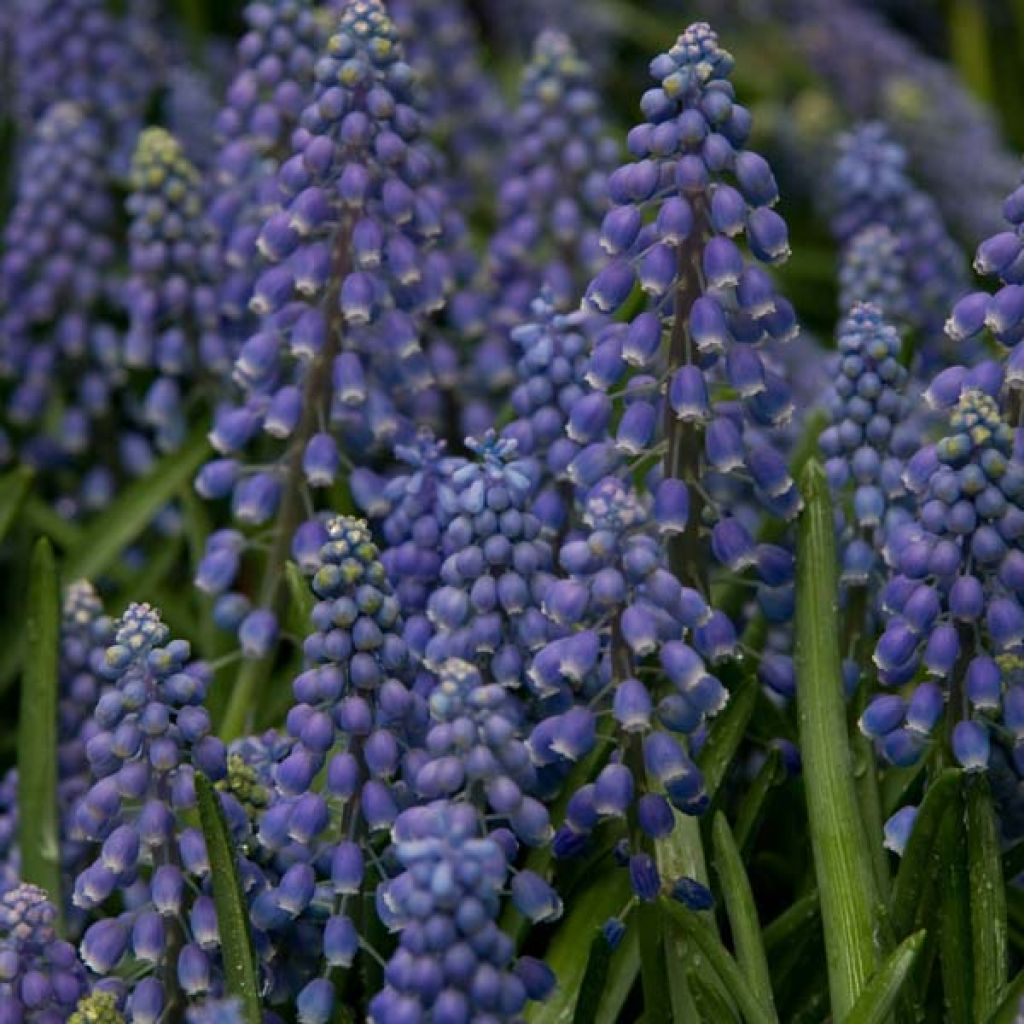 Muscari armeniacum