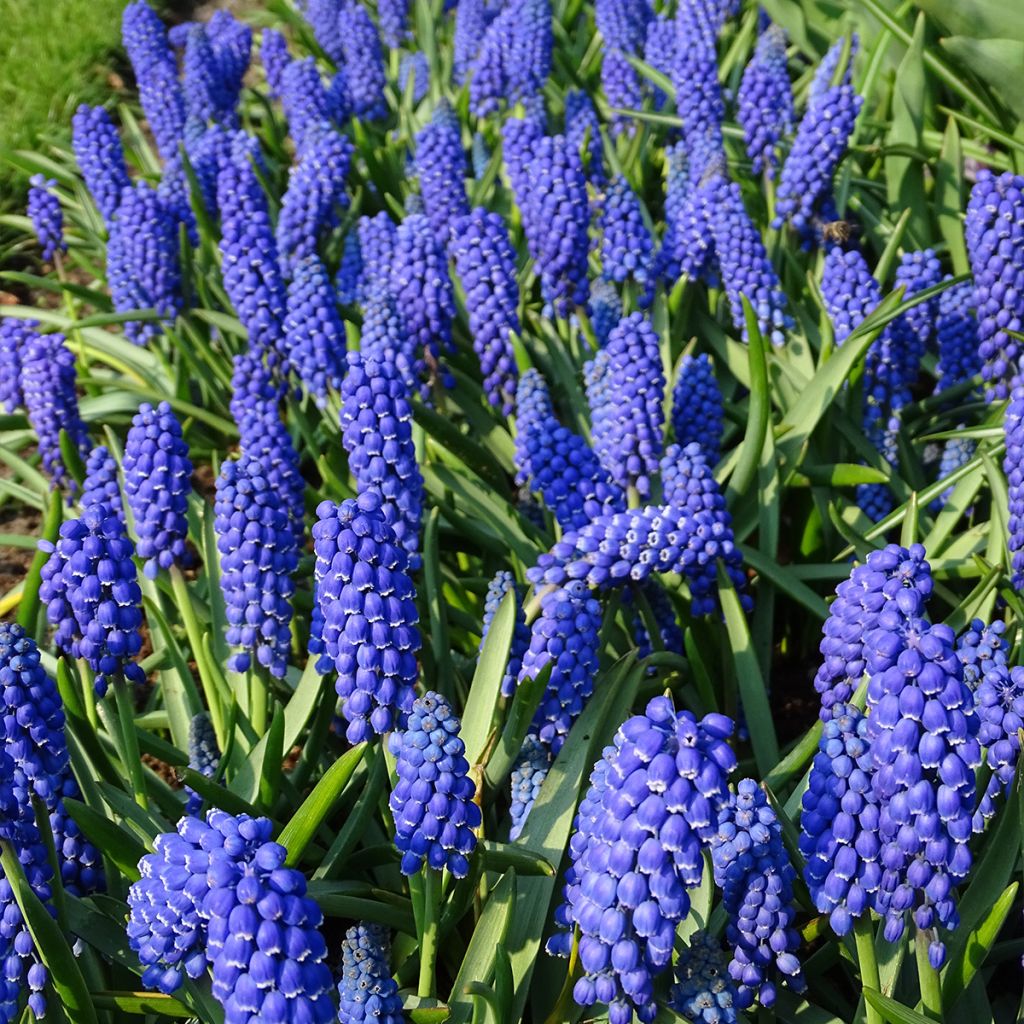 Muscari armeniacum 6+