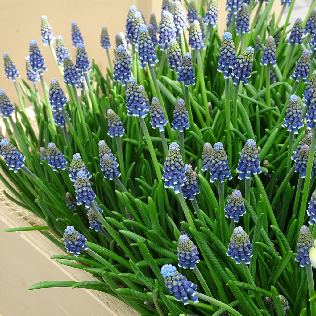 Muscari armeniacum 6+