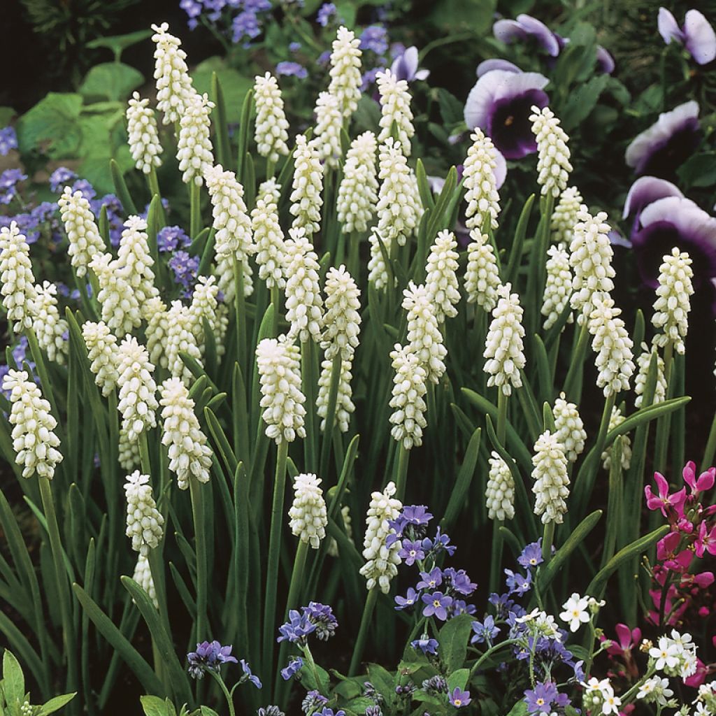 Muscari botryoides Album