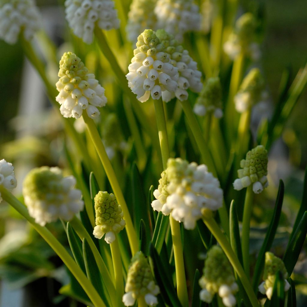 Muscari botryoides Album