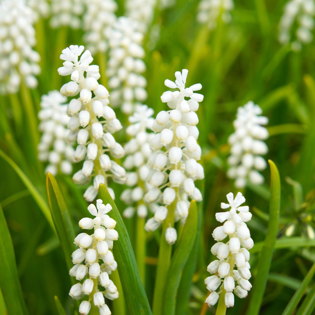 Trois Fleurs Blanches Muscari Botryoides Individuelles PNG , Trois