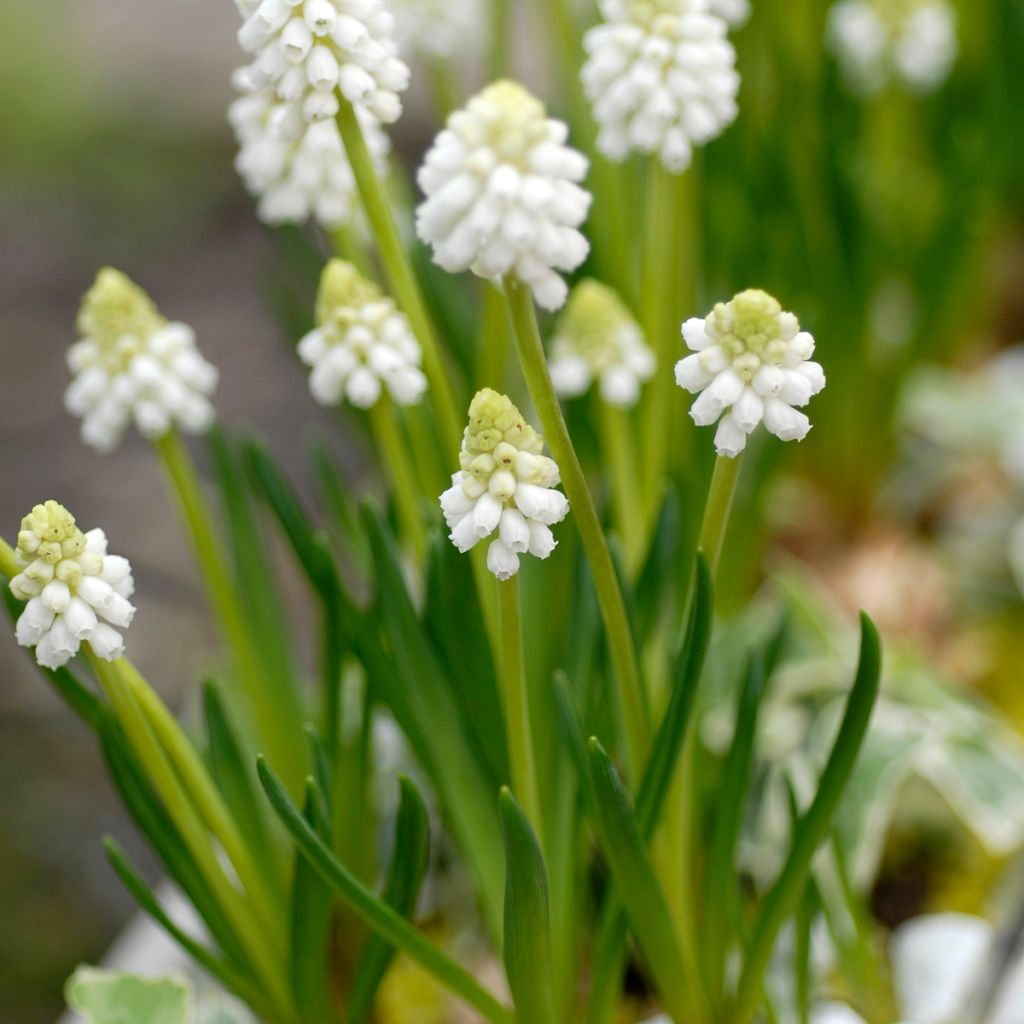 Trois Fleurs Blanches Muscari Botryoides Individuelles PNG , Trois