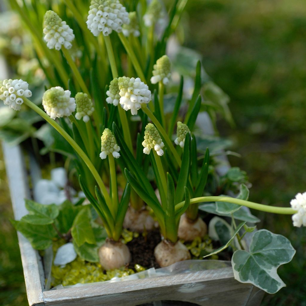 Muscari botryoides Album