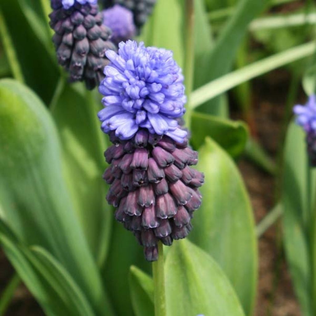 Muscari latifolium